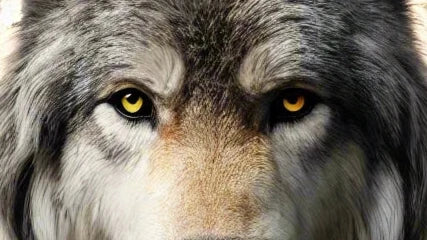 A close-up of a wolf's face with striking yellow eyes staring directly ahead. The wolf's fur is a mix of gray, white, and black, with detailed textures giving it a lifelike appearance. The intense gaze and symmetrical framing emphasize the wolf's powerful and majestic presence.